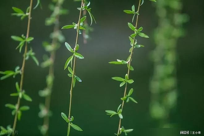 古代没有牙刷牙膏那古人是如何刷牙保持口腔清洁的呢？(图8)